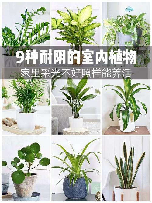 什么植物耐阴湿（什么植物比较耐阴一点）