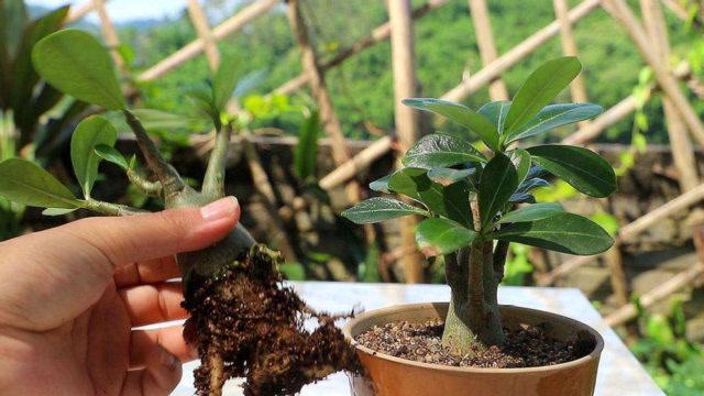 盆栽植物如何松土（盆栽植物松土技巧）