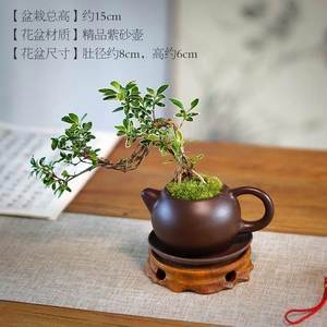 茶台大盆栽植物（茶台绿植）