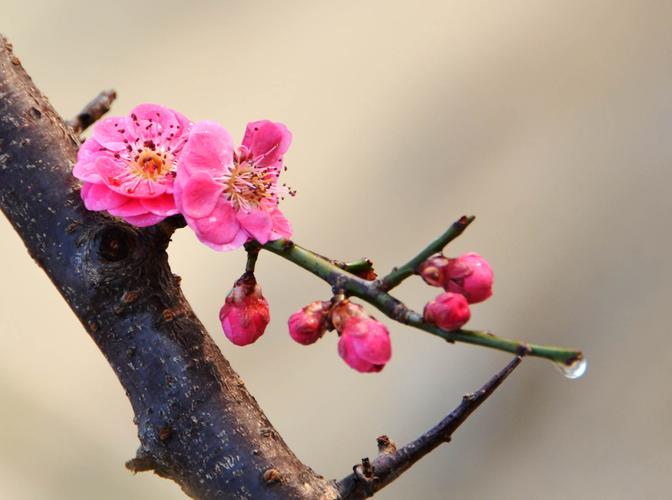 广东梅花是什么品种（广东梅花是什么品种图片）