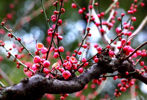 广东梅花是什么品种（广东梅花是什么品种图片）