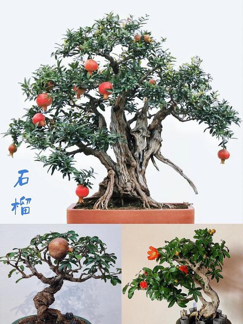 室内盆栽植物石榴（室内盆栽植物石榴图片）