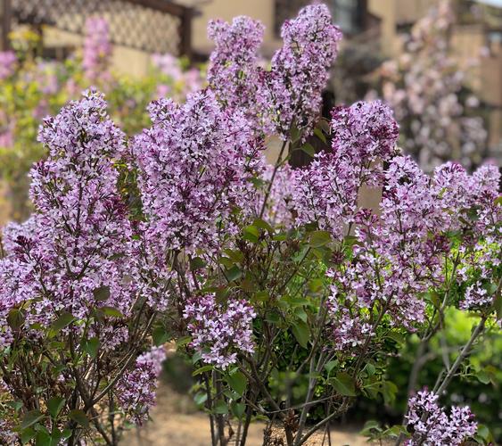 丁香生活在什么环境（丁香花生活在什么环境）