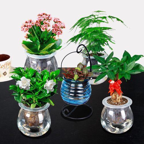 小植物盆栽水培（小植物盆栽水培方法）