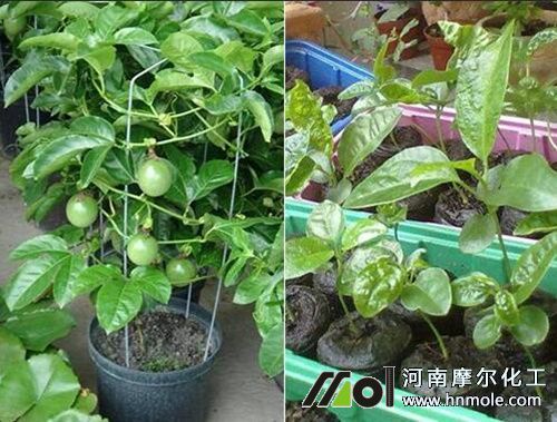 百香果子盆栽怎么养殖方法（百香果种子盆栽种植方法）