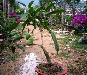 芒果种植盆栽方法（芒果树盆栽怎么种）