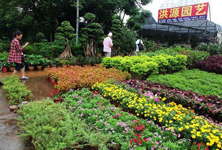 海囗花卉世界（海口花卉市场地址）