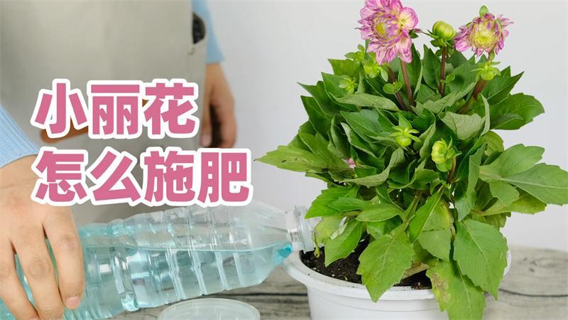 花花该怎么施肥（花花用什么肥料好）