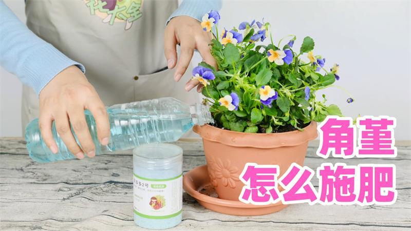 花花该怎么施肥（花花用什么肥料好）