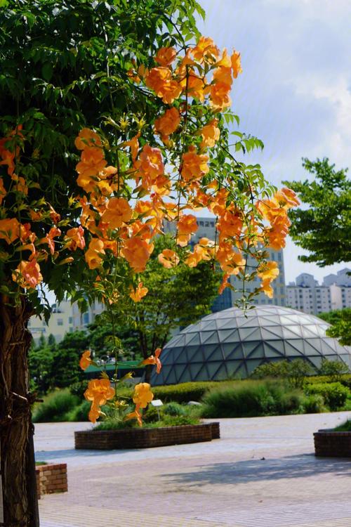 岭南代表性花卉（岭南代表性花卉图片）