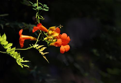 岭南代表性花卉（岭南代表性花卉图片）