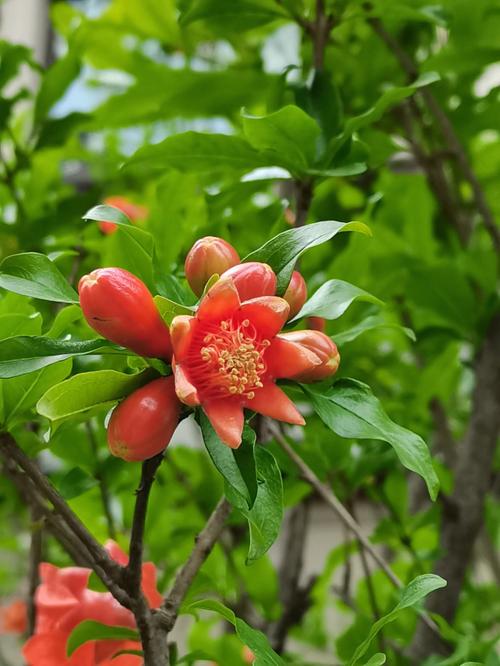 岭南代表性花卉（岭南代表性花卉图片）