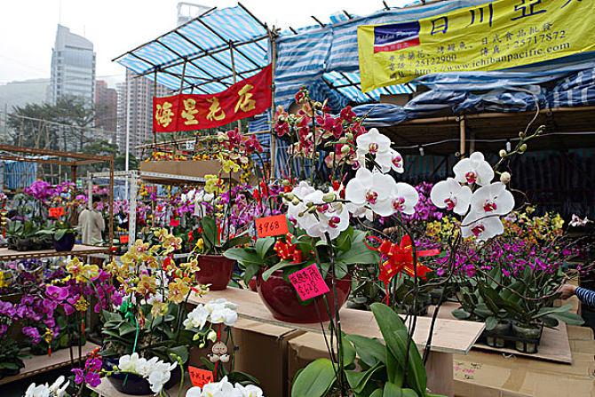 香港后花卉市场（香港花卉批发市场）