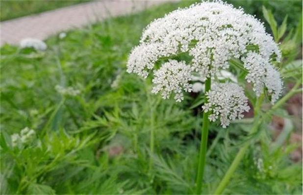 蛇床子盆栽（蛇床子怎样种植）