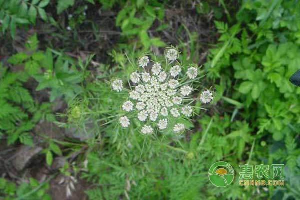 蛇床子盆栽（蛇床子怎样种植）