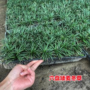 如何种植盆栽麦冬（花盆里麦冬怎么种植）