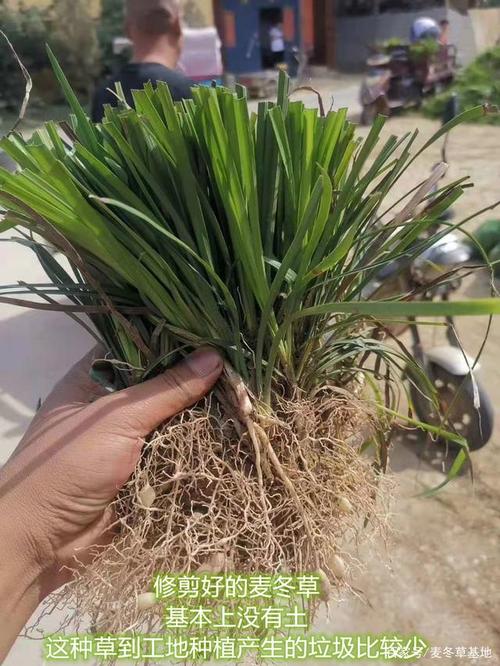 如何种植盆栽麦冬（花盆里麦冬怎么种植）