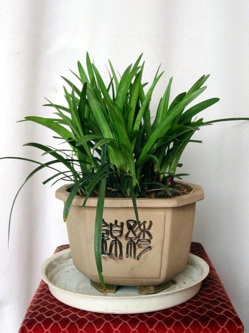 如何种植盆栽麦冬（花盆里麦冬怎么种植）