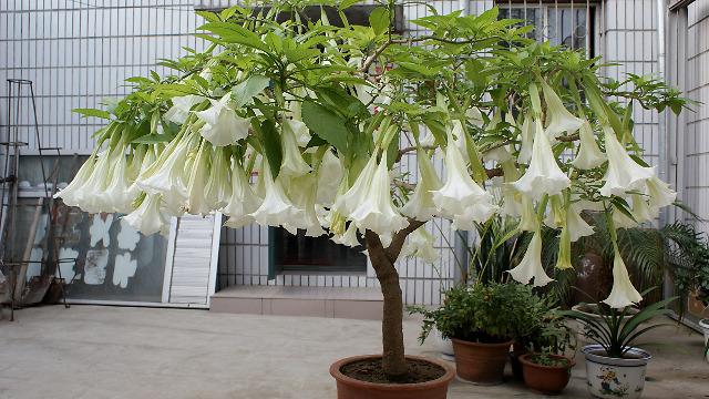 曼陀罗花怎么种植（曼陀罗花怎么种植方法）