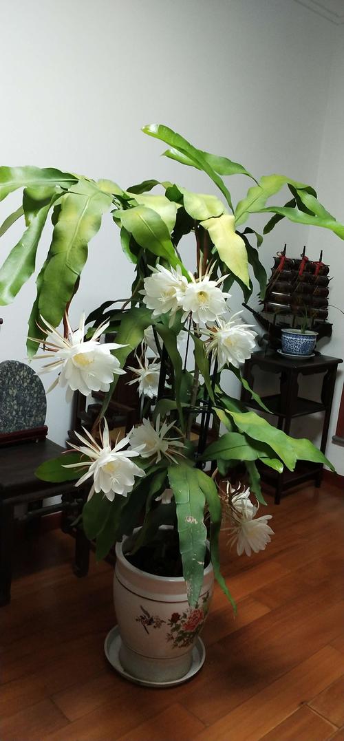 昙花植物盆栽（昙花盆栽养殖方法）