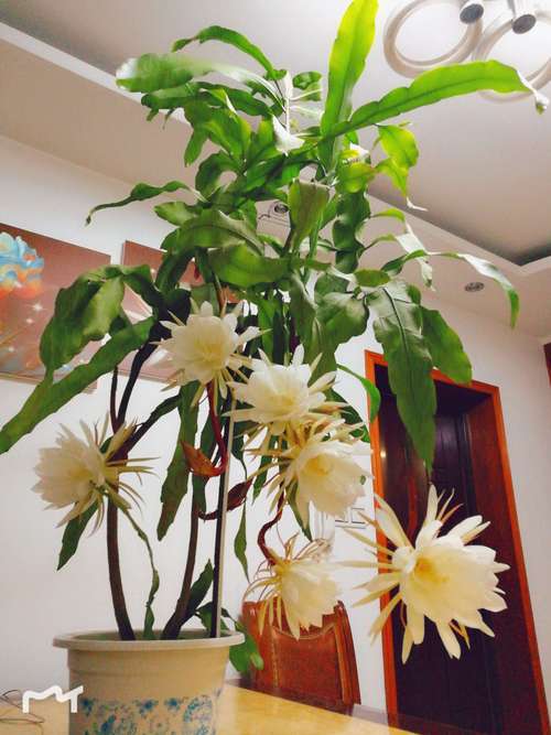 昙花植物盆栽（昙花盆栽养殖方法）