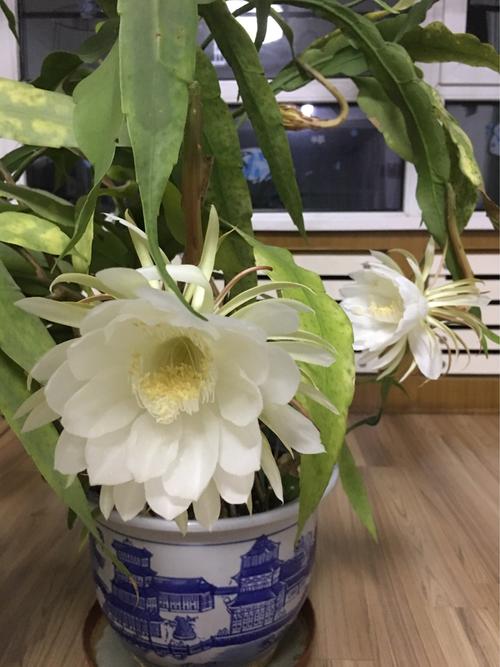 昙花植物盆栽（昙花盆栽养殖方法）