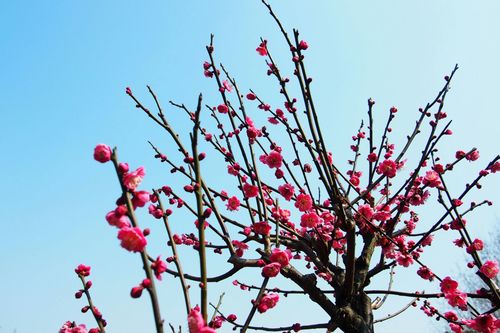 什么梅花开花多（梅花什么树上开的花）