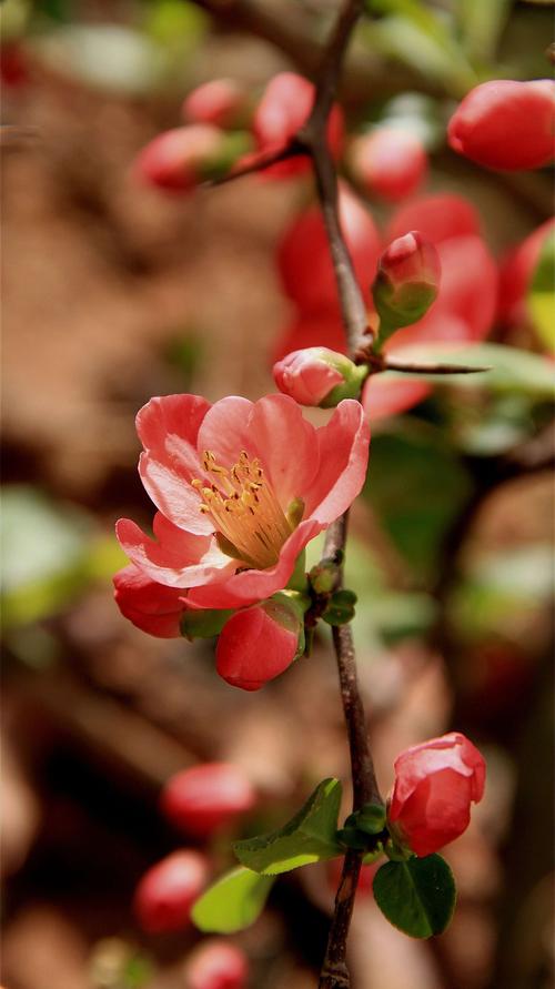 棠花是什么花（棠花的含义）