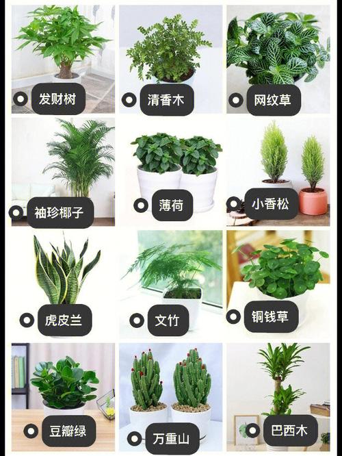 盆栽植物养殖的优点（盆栽植物养殖小知识）