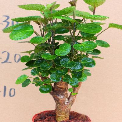 盆栽植物叶子圆（绿植圆叶子）