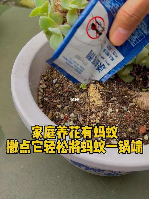 养花有蚂蚁怎么处理（种花有蚂蚁怎么办）