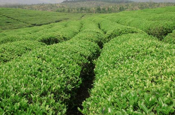 茶园可栽种什么植物（茶园种什么草好）