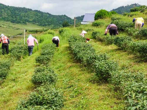 茶园可栽种什么植物（茶园种什么草好）