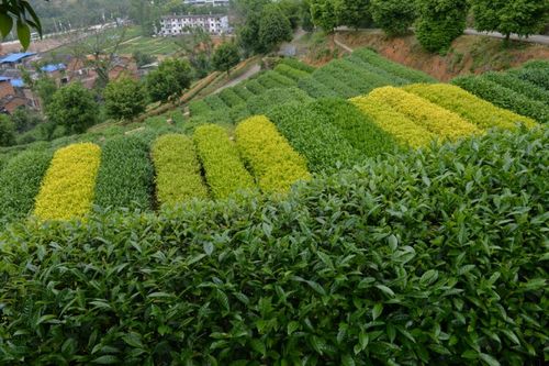 茶园可栽种什么植物（茶园种什么草好）