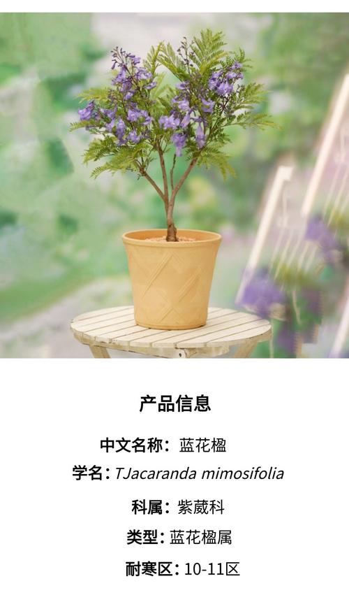 蓝楹花盆栽养殖方法（蓝楹花有什么作用）