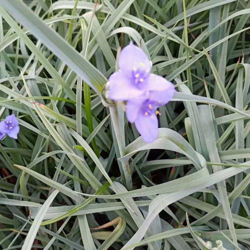 宿根花卉紫露草（紫露草是宿根花卉吗）