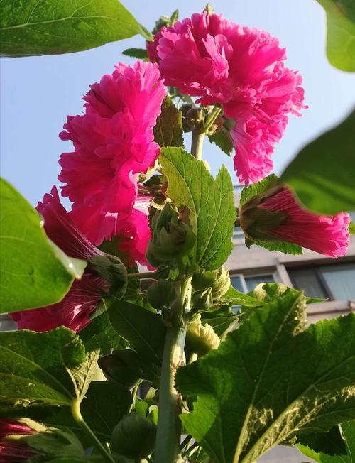 杆子长的花卉（一种花杆子特别长）