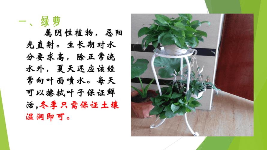 盆栽花卉养护方案（盆栽花卉养殖技术）