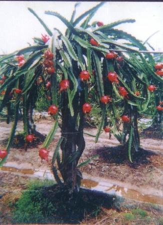 建阳盆栽植物（建阳花卉批发市场在哪里?）