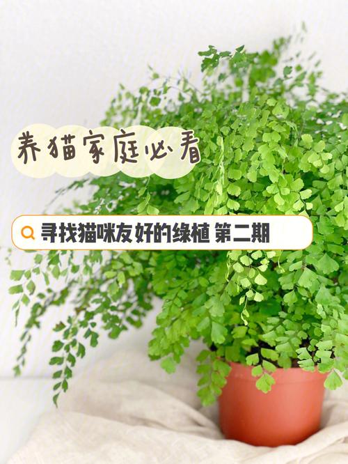 植物盆栽猫咪友好（猫咪友好的植物）