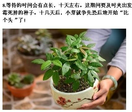 果核种出小盆栽教案（果核种出小盆栽教案反思）