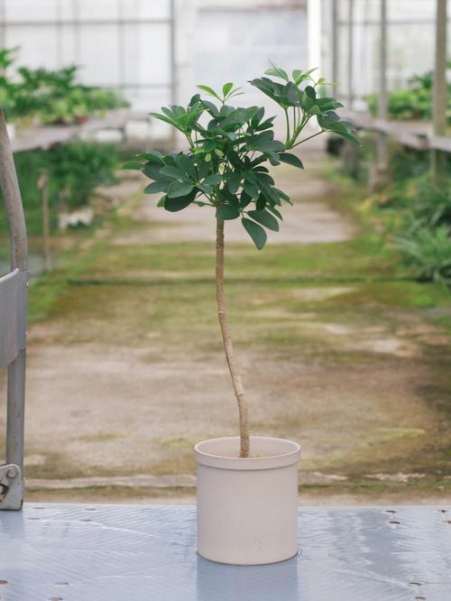 室内植物盆栽鸭掌木（鸭掌木的盆景）