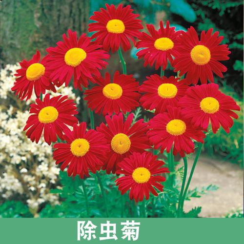 除虫菊盆栽怎么养殖方法（除虫菊盆栽图片）