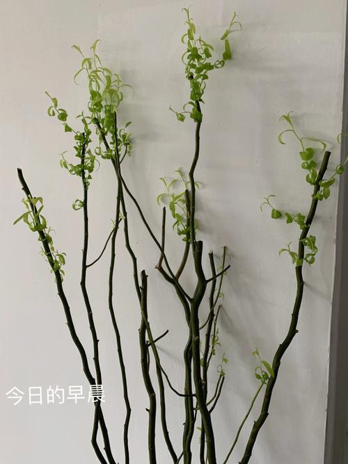 植物盆栽龙柳（龙柳怎么种植）