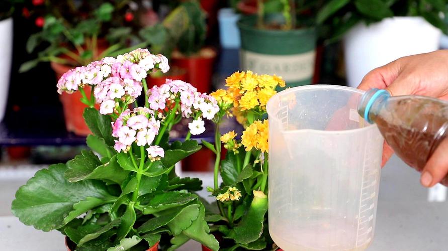 冬季泡水开花的花卉大全（冬天泡在水里的花）