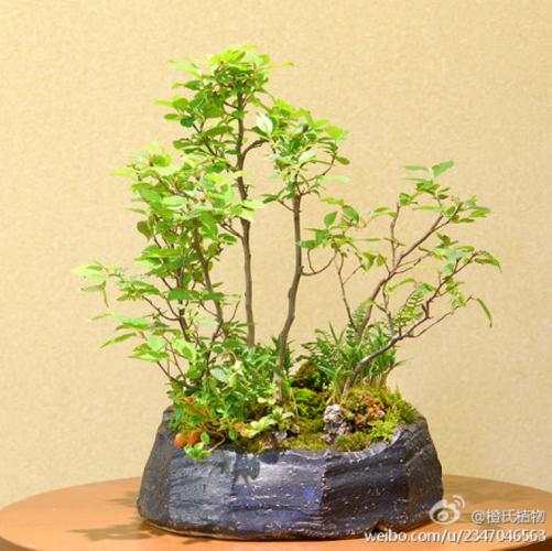 盆栽山棯（山蕗种植）