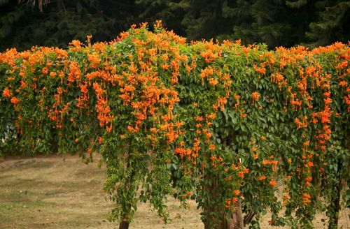 盆栽鞭炮花（鞭炮花怎么养）