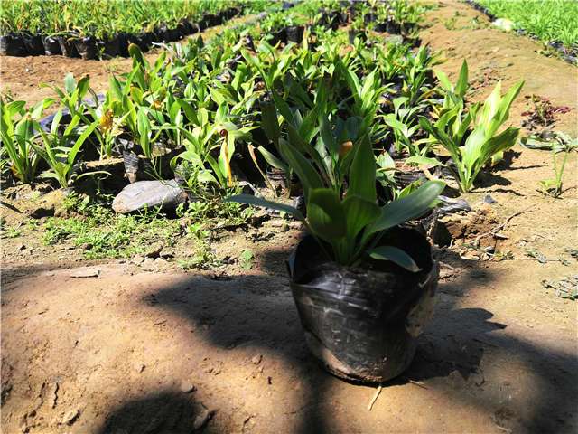 保定植物盆栽基地（保定植物盆栽基地电话）