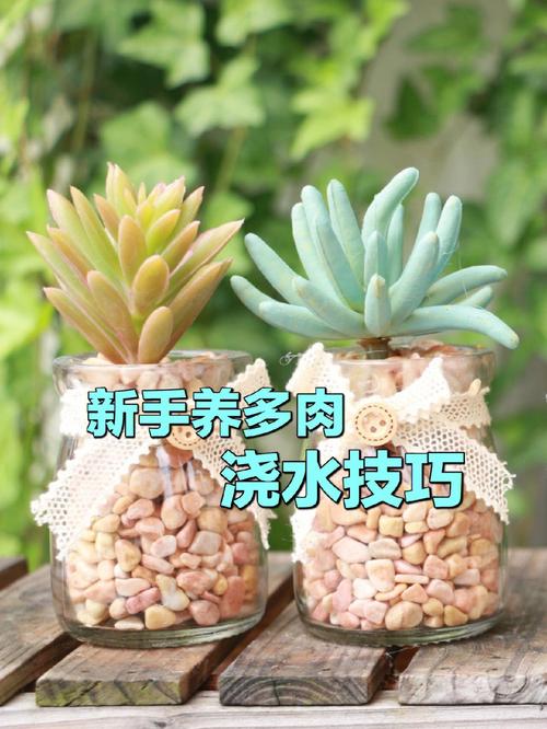 肉肉盆栽养殖方法（肉肉植物的养殖方法多长时间浇水）