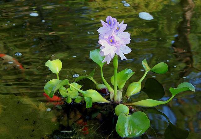 常见的水生花卉类型（常见的水生花卉类型有哪些）